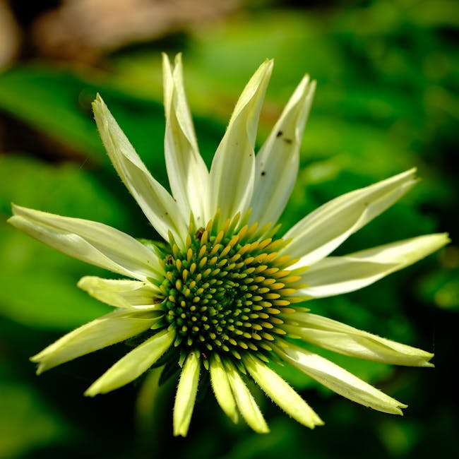 Minimalist White Collection